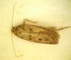 Hofmannophila pseudospretella